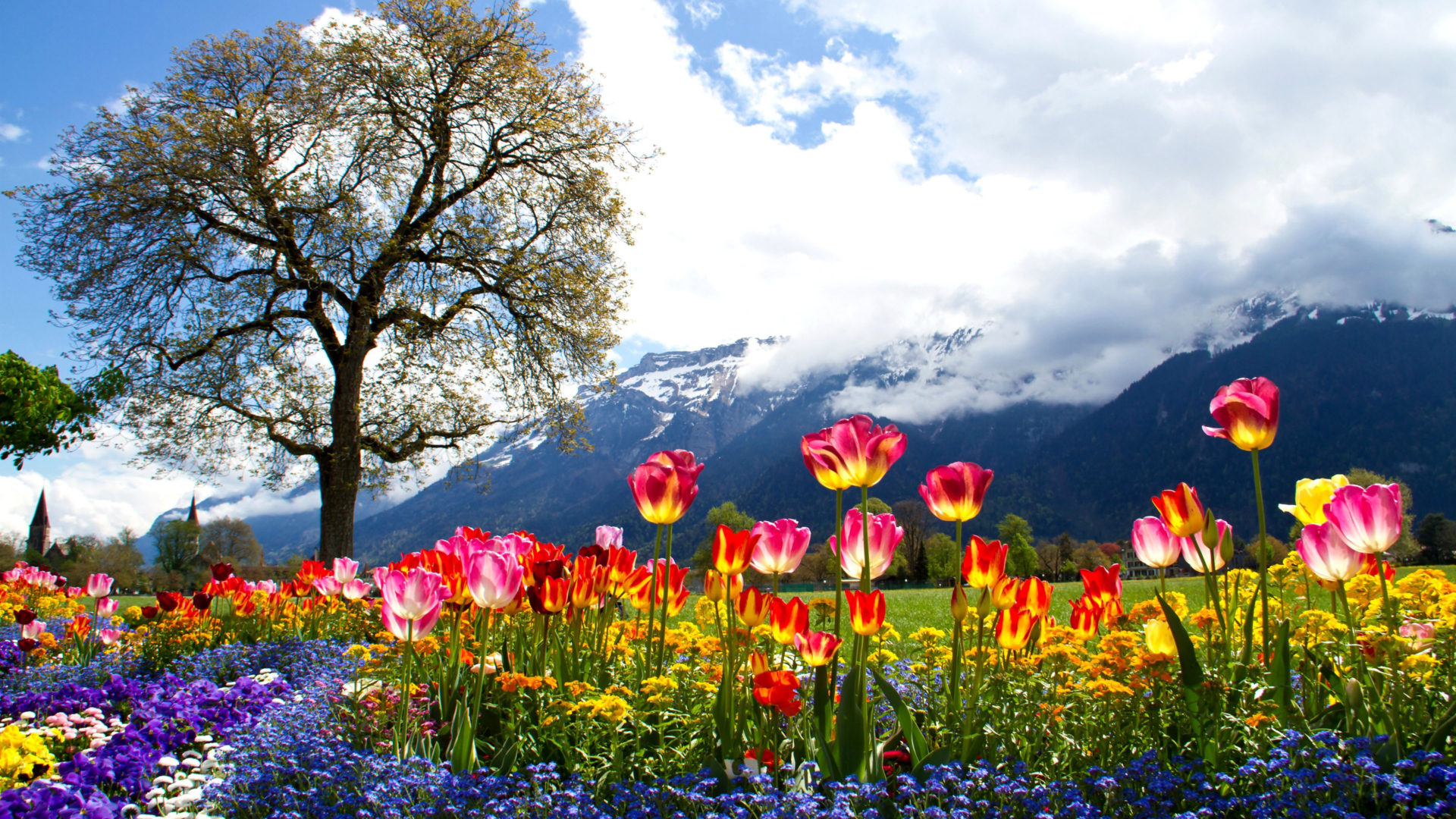Nature Beautiful Spring HD Wallpaper Colored Tulip Tree Mountain, Wallpaper13.com