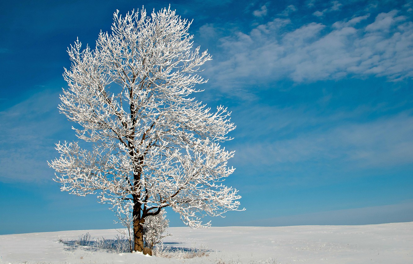 Wallpaper winter, field, the sky, clouds, snow, Tree, frost, lonely tree, Sunny day, snow, tree, lonely tree, tree in the snow image for desktop, section природа