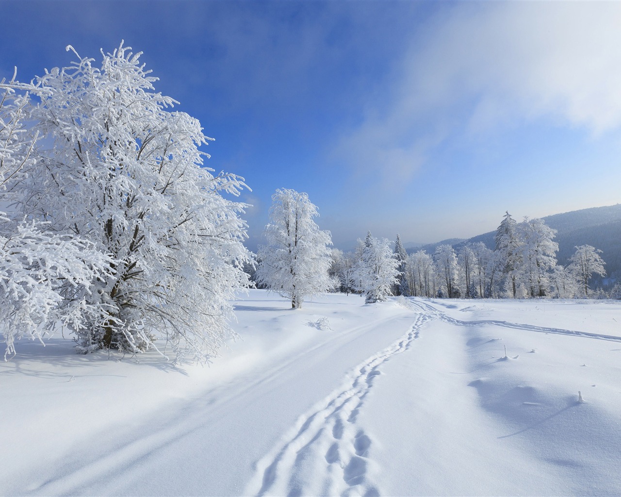 Winter jungle sunny sky footprint