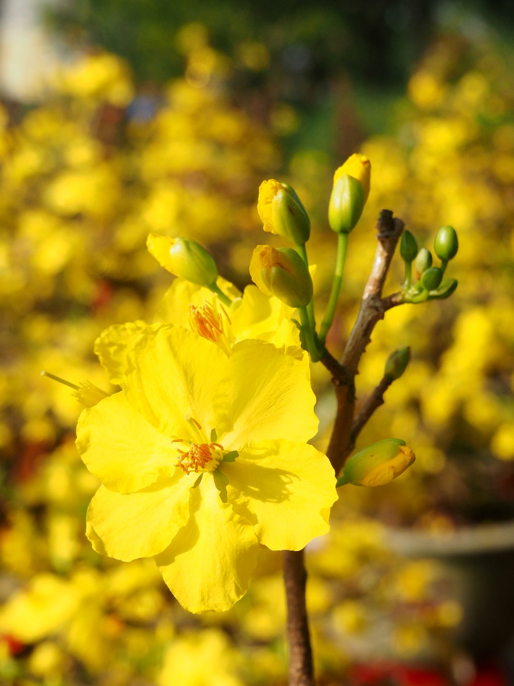 Tet Holiday Picture. Download Free Image