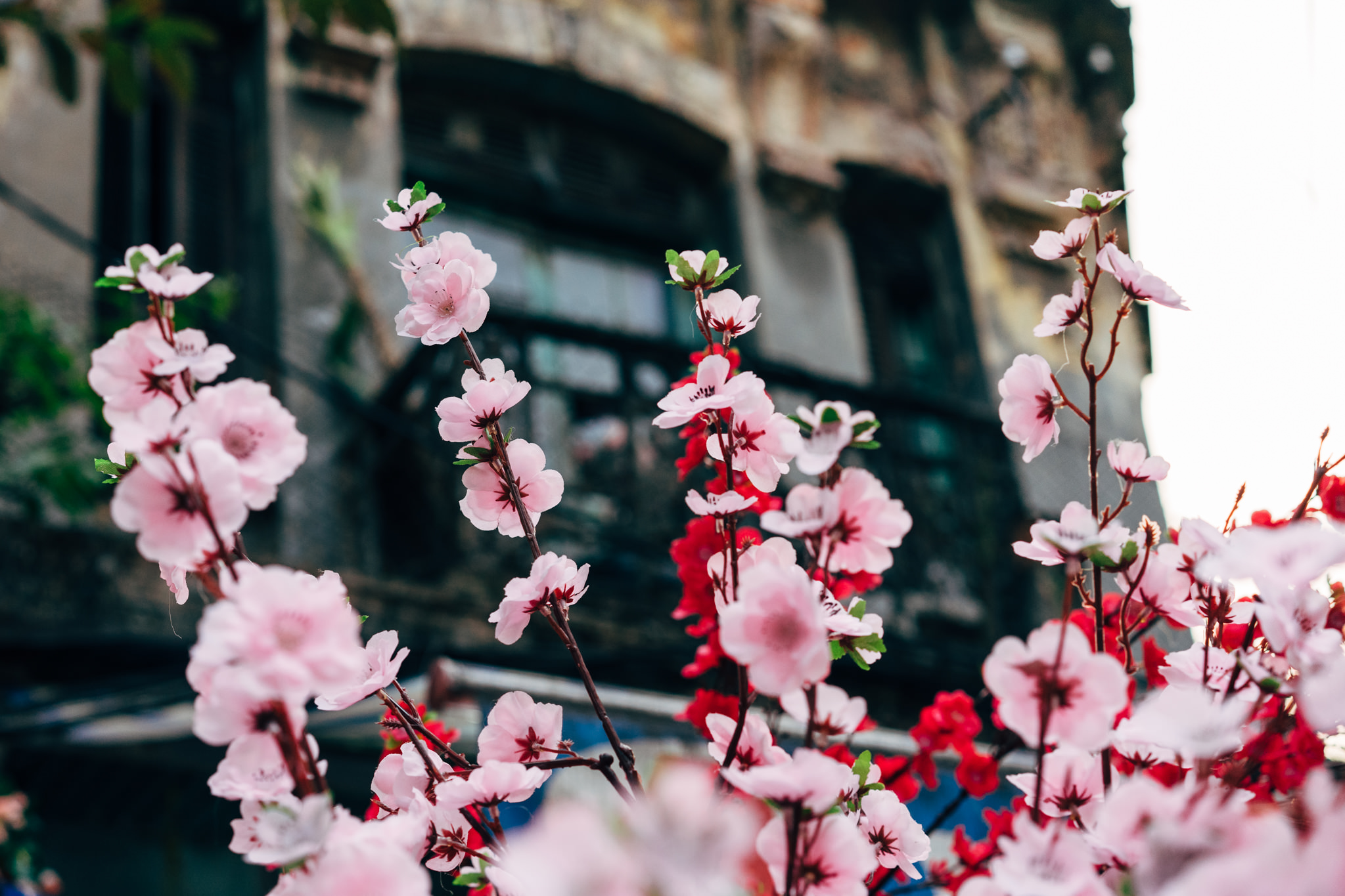 Tết preparations in Hanoi, Vietnam