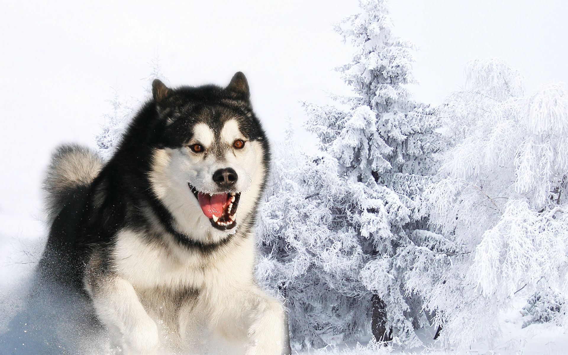 Download wallpaper 1920x1200 husky, dog, fluffy, face, hair widescreen 16:10 HD background