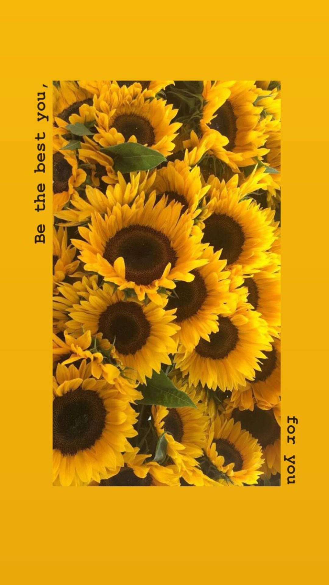 Download Yellow Sunflowers Quote Spring iPhone Wallpaper