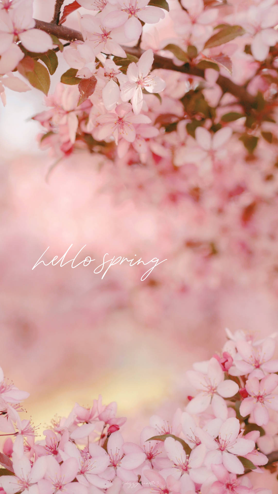 Download Hello Spring Cherry Blossom Wallpaper