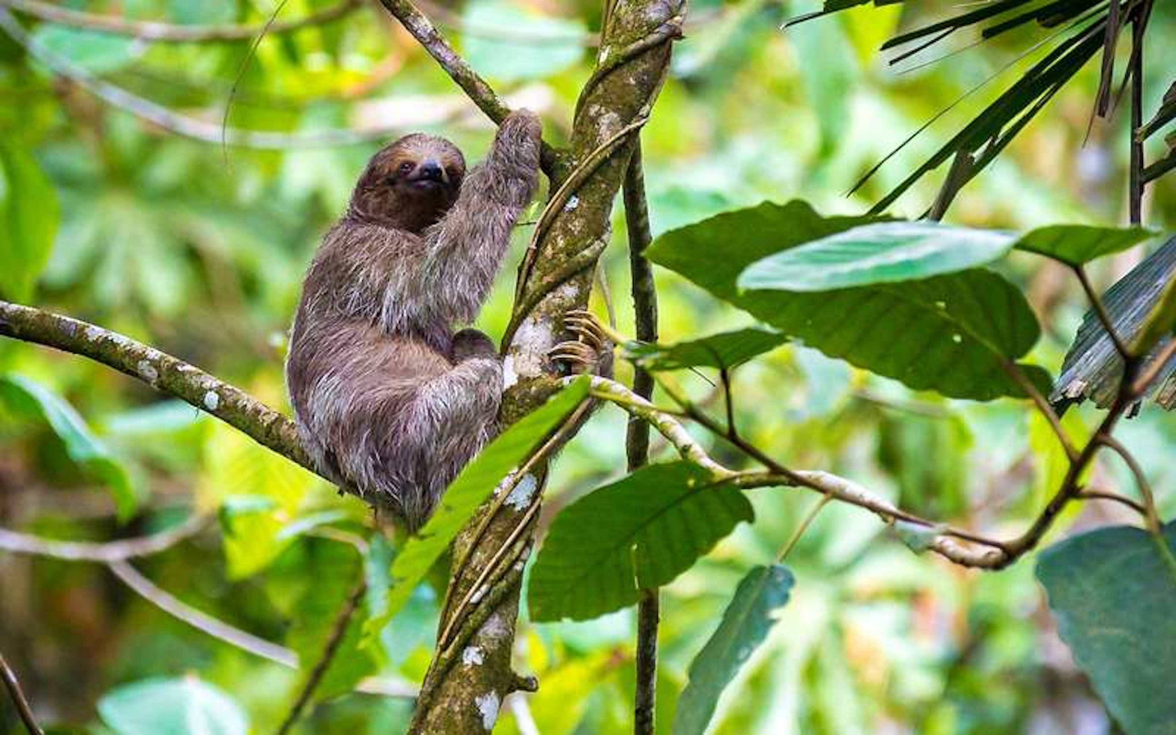 Spend your days watching sloths at this luxury Costa Rican resort