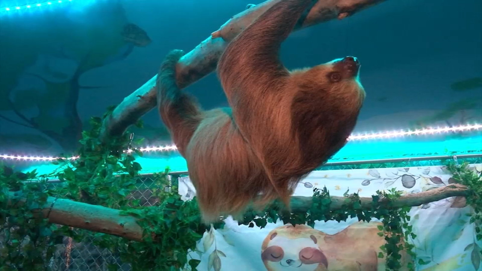Animal activists fight to shut down sloth exhibit in Hauppauge New York
