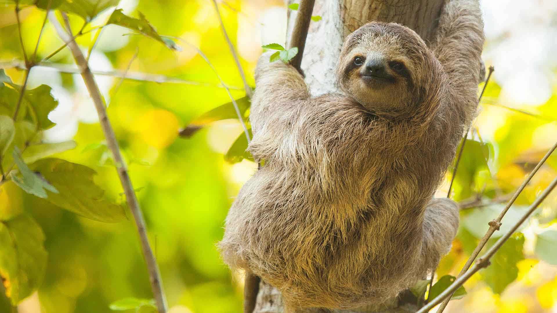 Sloths, Monkeys & Waterfall Tour
