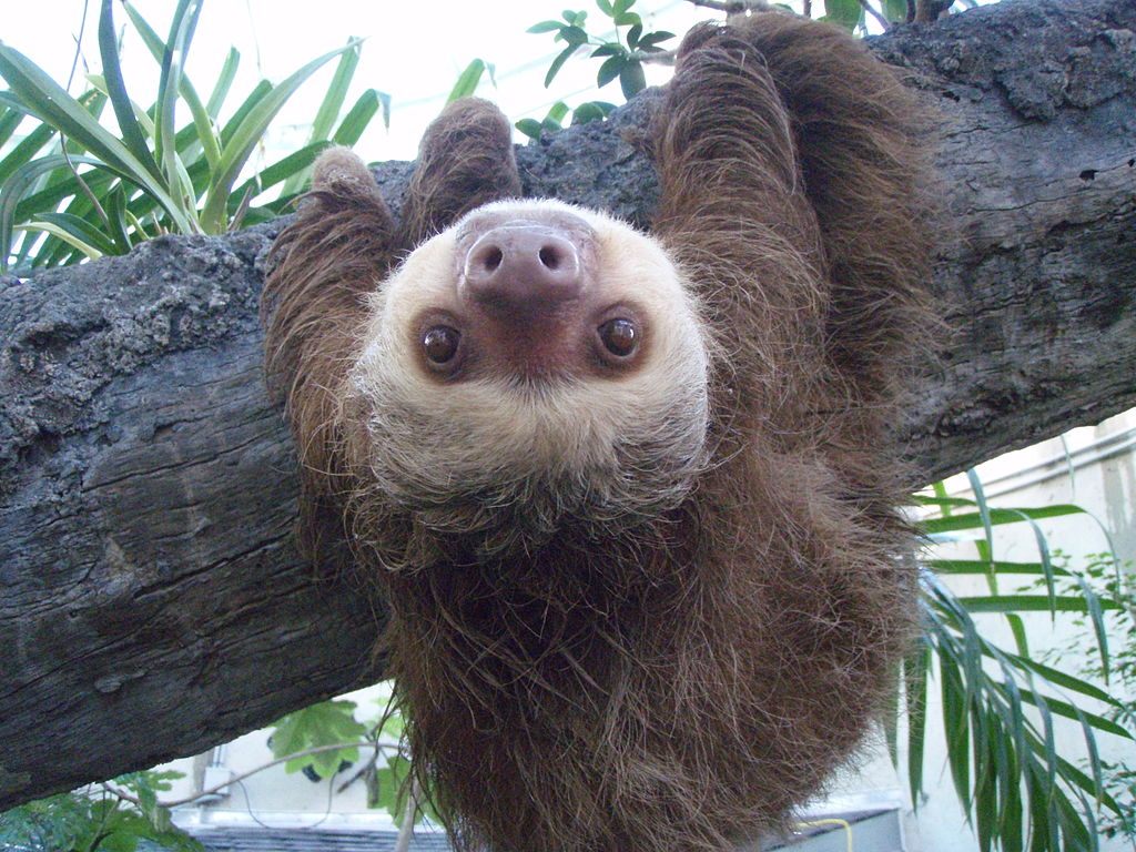 Your Votes Are In: Sloths Are Cute