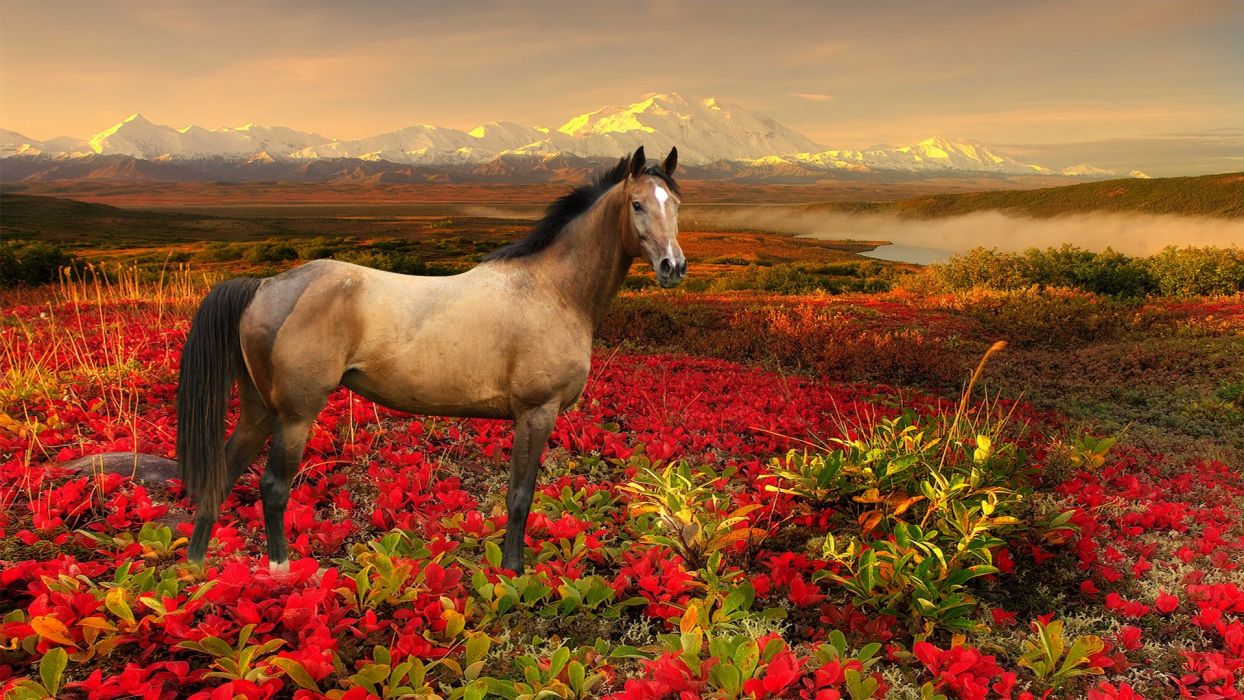 Horse flower animal wallpapers