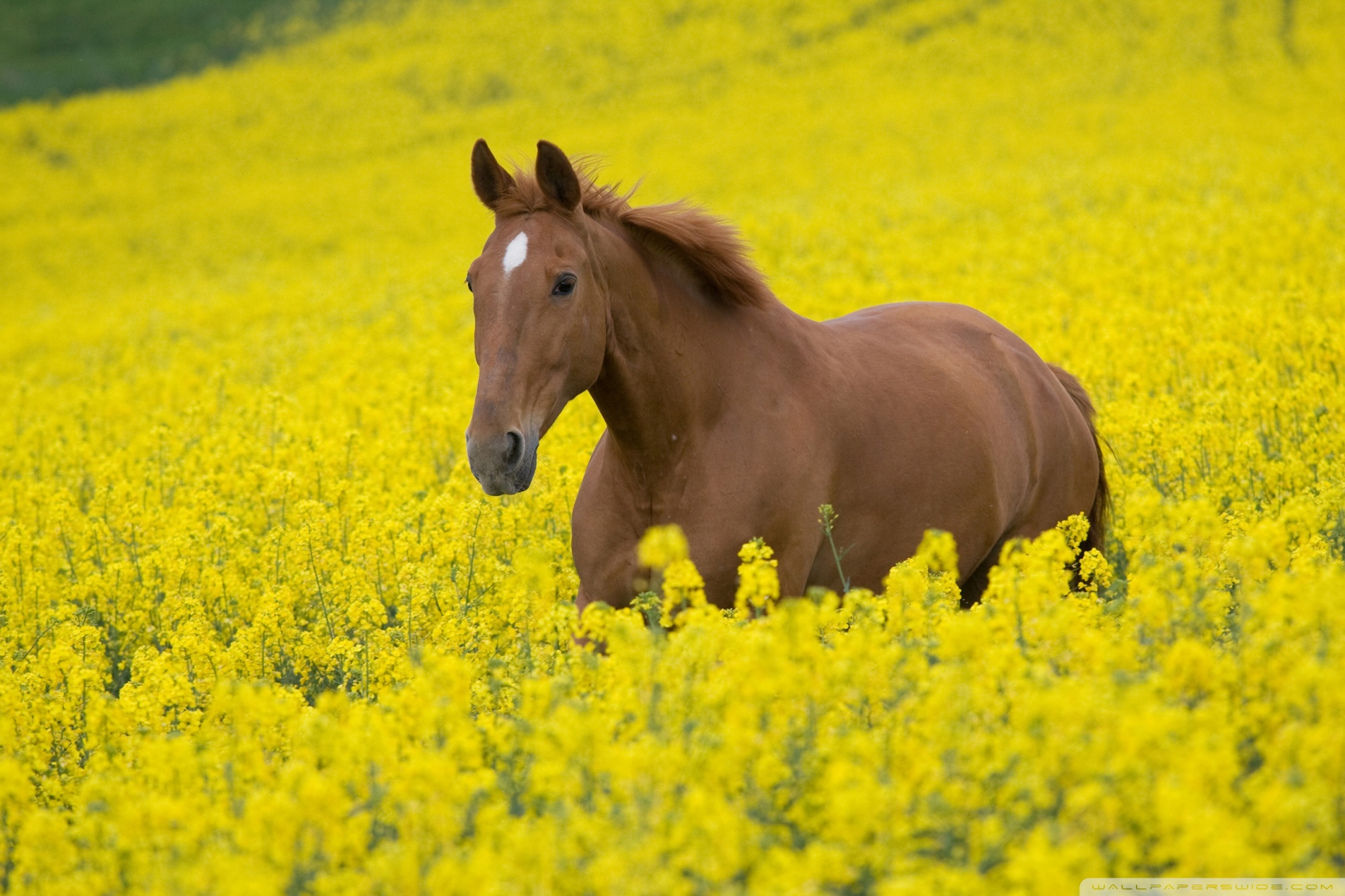 Horse In Flower Field Ultra HD Desktop Backgrounds Wallpapers for 4K UHD TV : Tablet : Smartphone