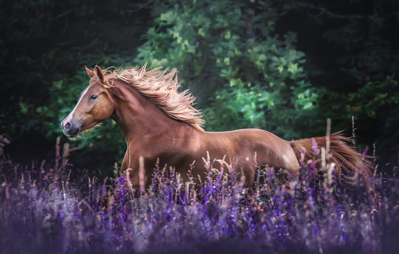 Wallpapers field, flowers, horse, horse, meadow, mane image for desktop, section животные