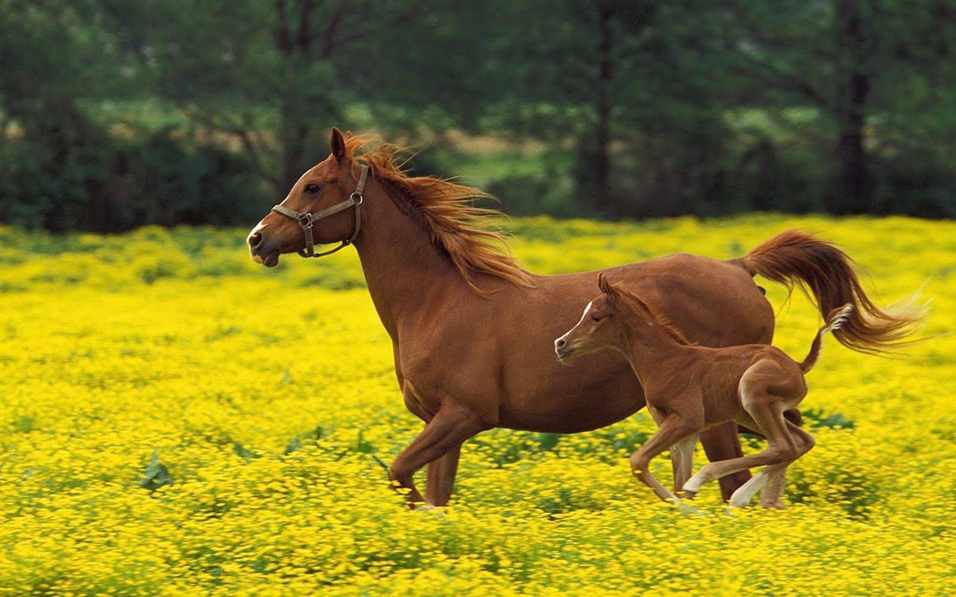 Horse With Baby Horse In Flowers Ground HD Wallpapers