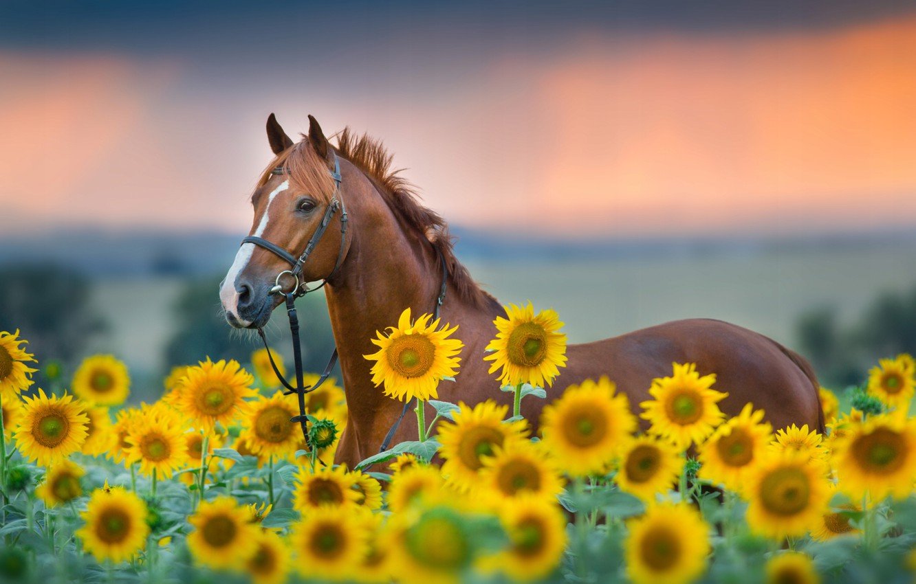 Wallpapers field, summer, the sky, face, sunflowers, flowers, horse, horse, yellow, bokeh, bridle image for desktop, section животные