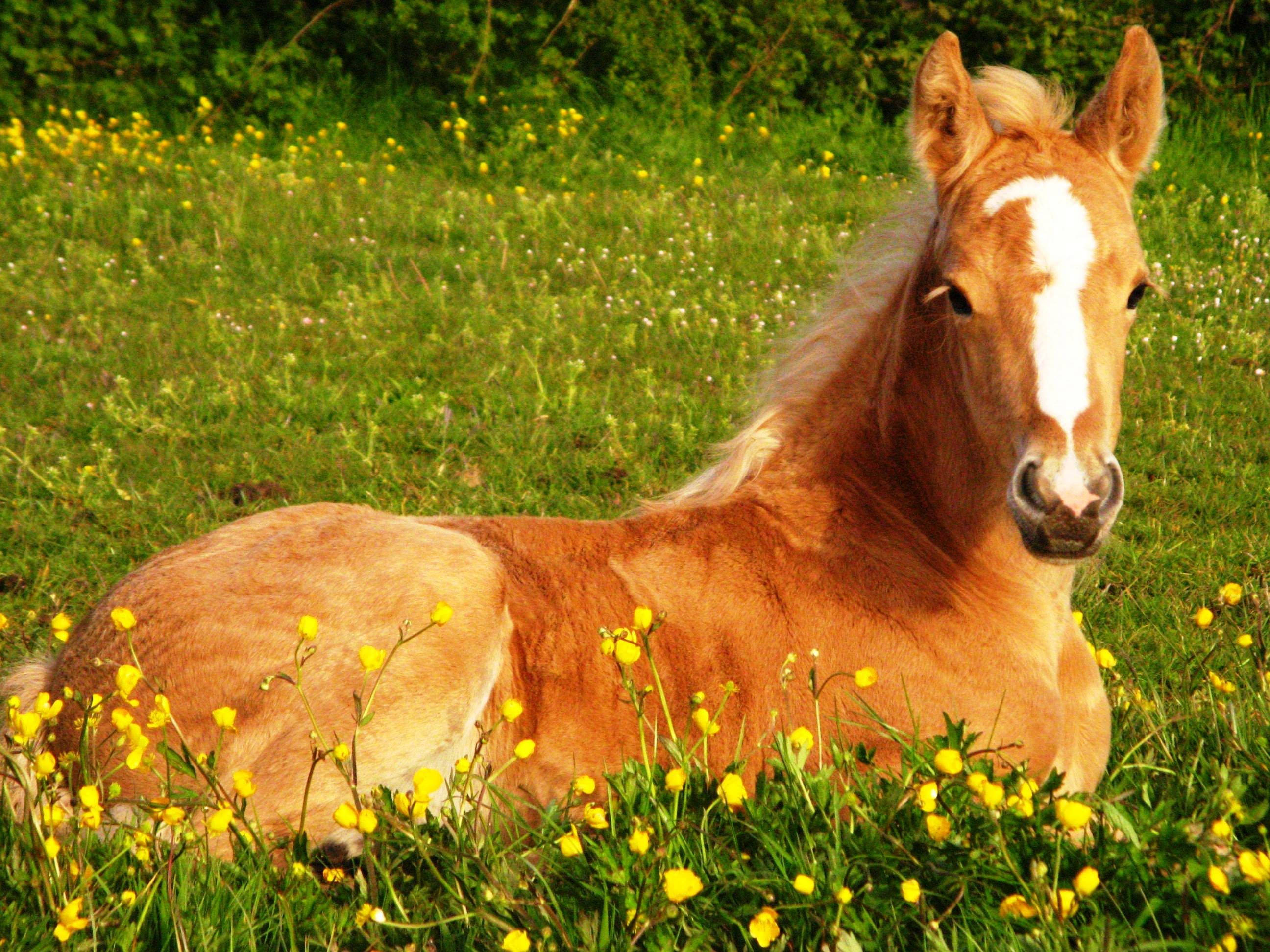 Download Cute Horse And Yellow Flowers Wallpapers
