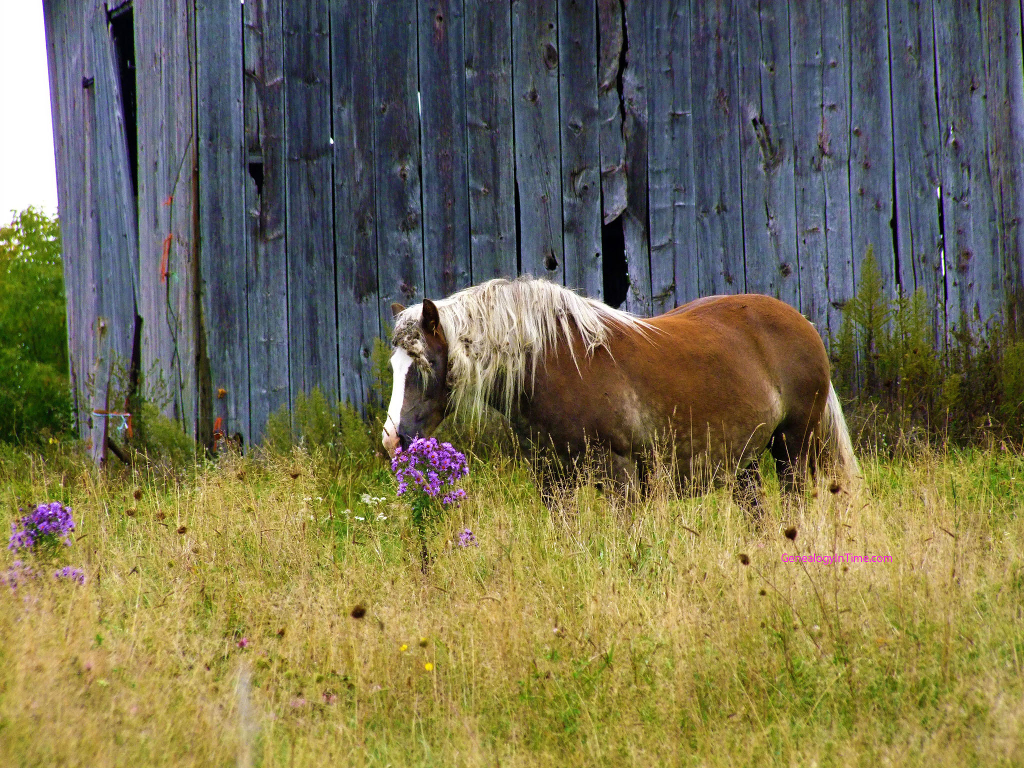 50+] Free Horses with Flowers Wallpapers