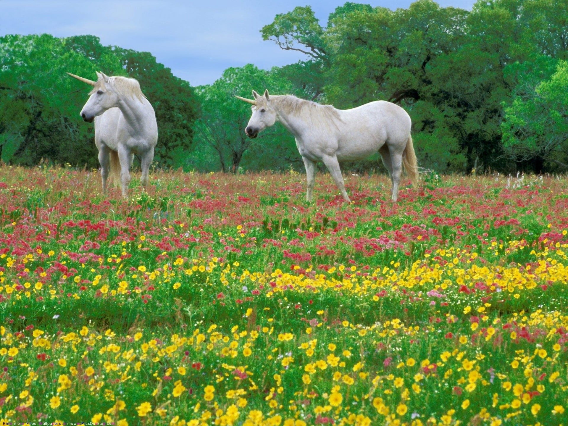Two White Unicorns Wallpaper, Horses, Grass, Field, Flowers, Plant