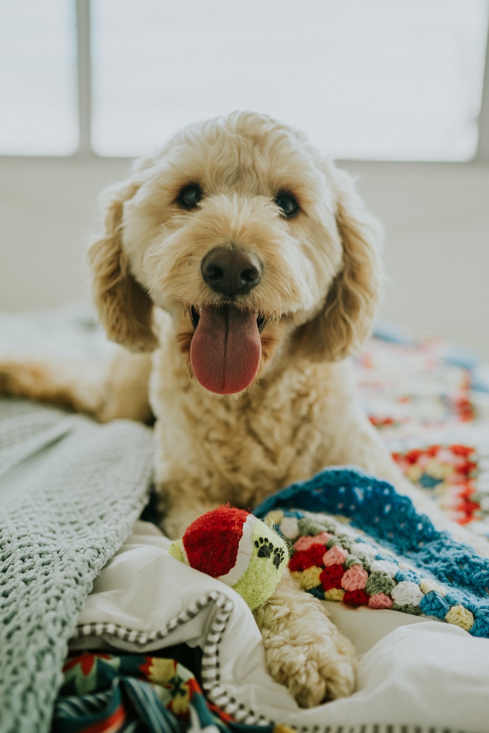 Goldendoodle Picture. Download Free Image
