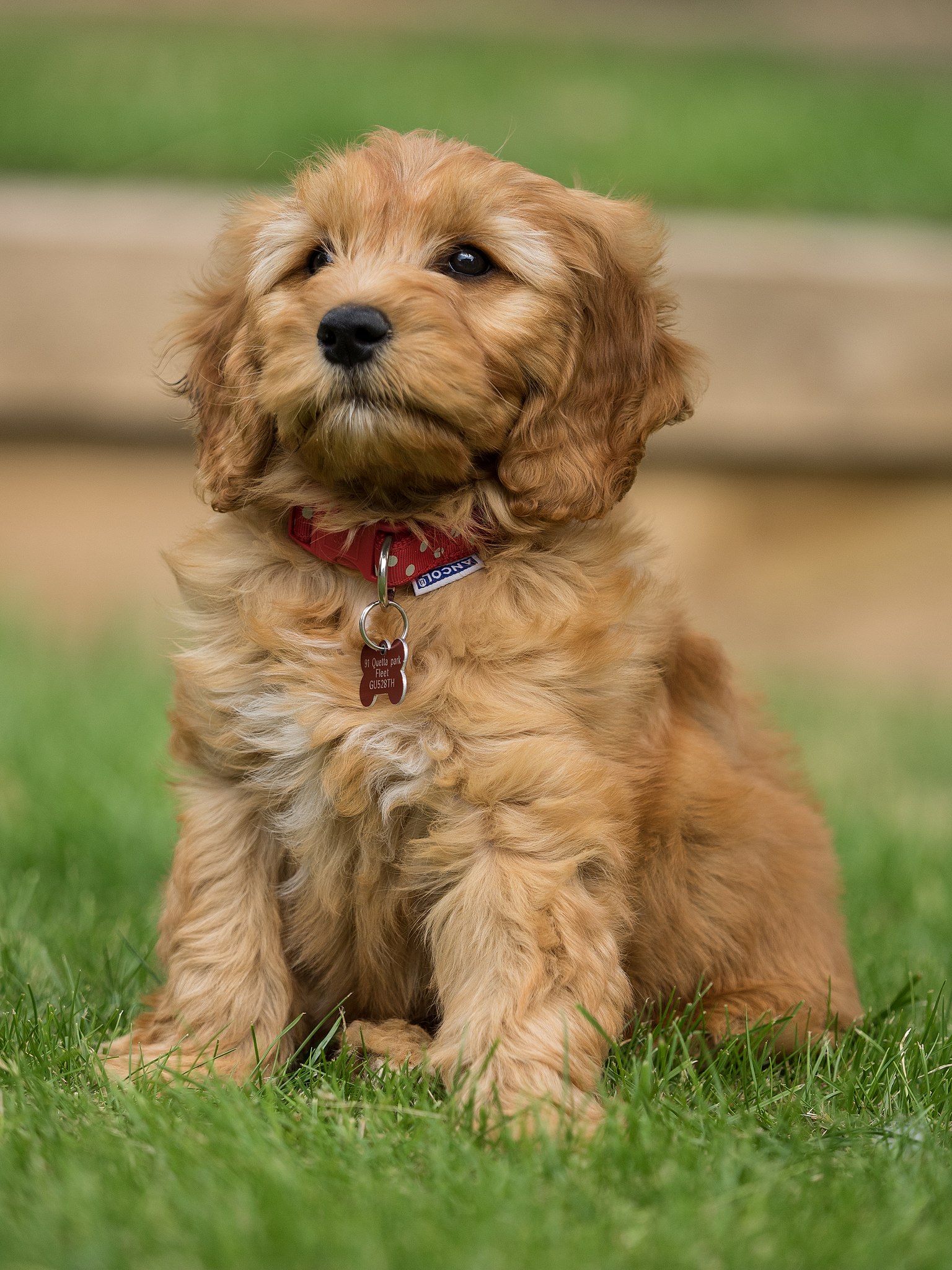 Goldendoodle puppy