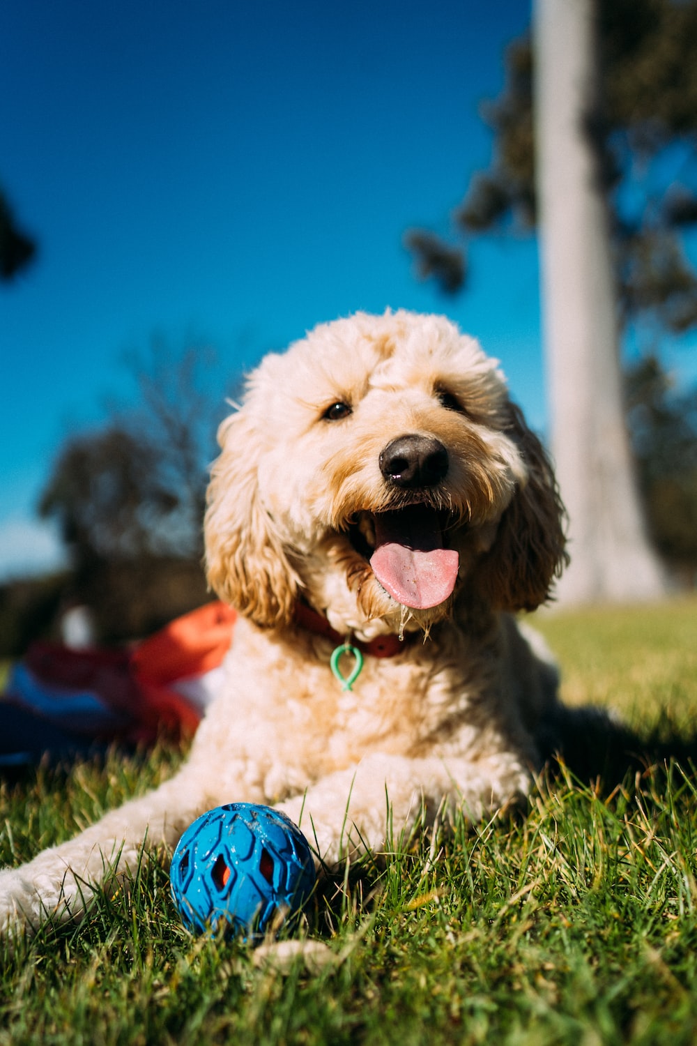 Goldendoodle Picture. Download Free Image