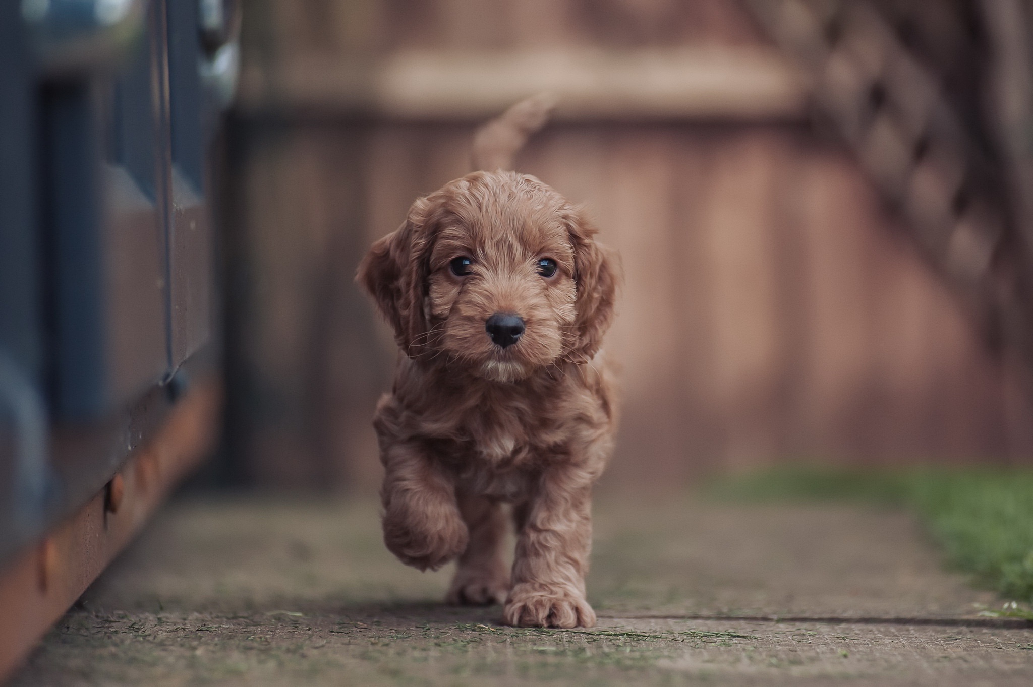 Goldendoodle Puppy Wallpapers Wallpaper Cave