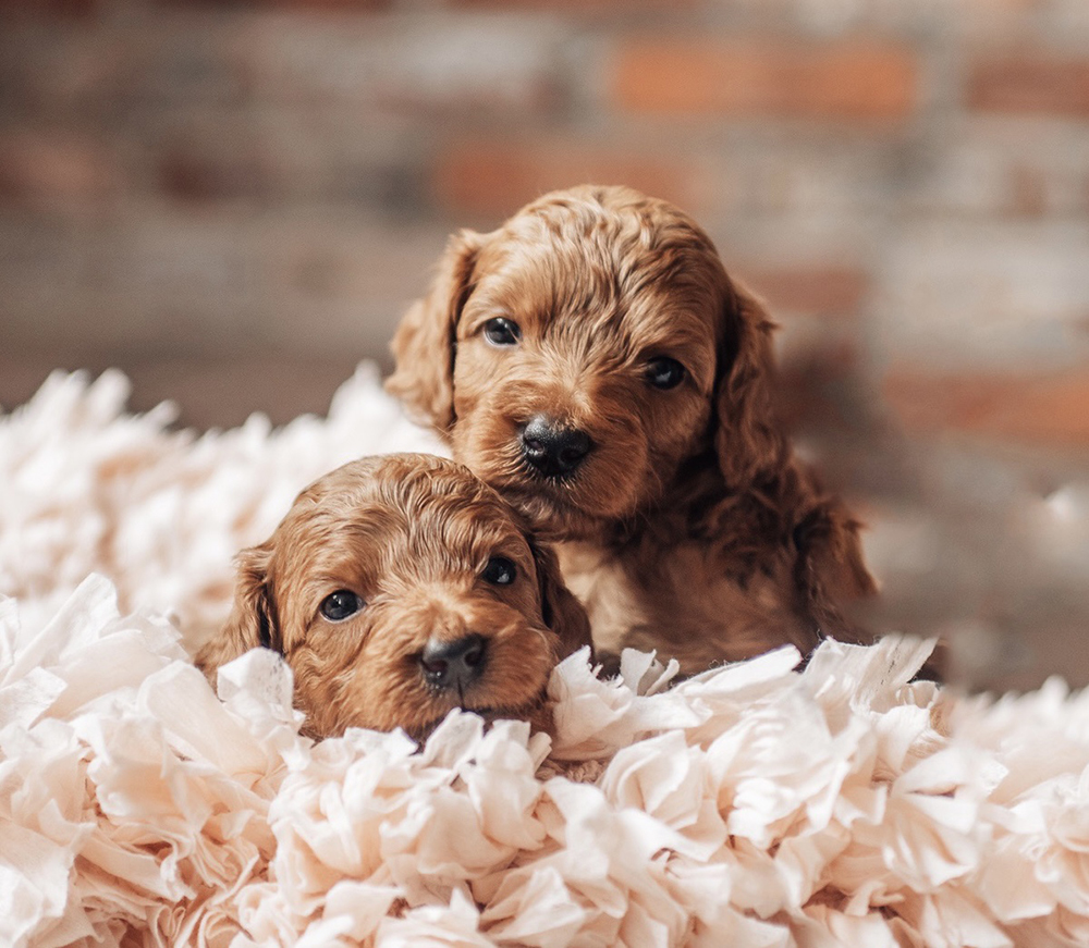 About The Goldendoodle Breed Hill Doodles