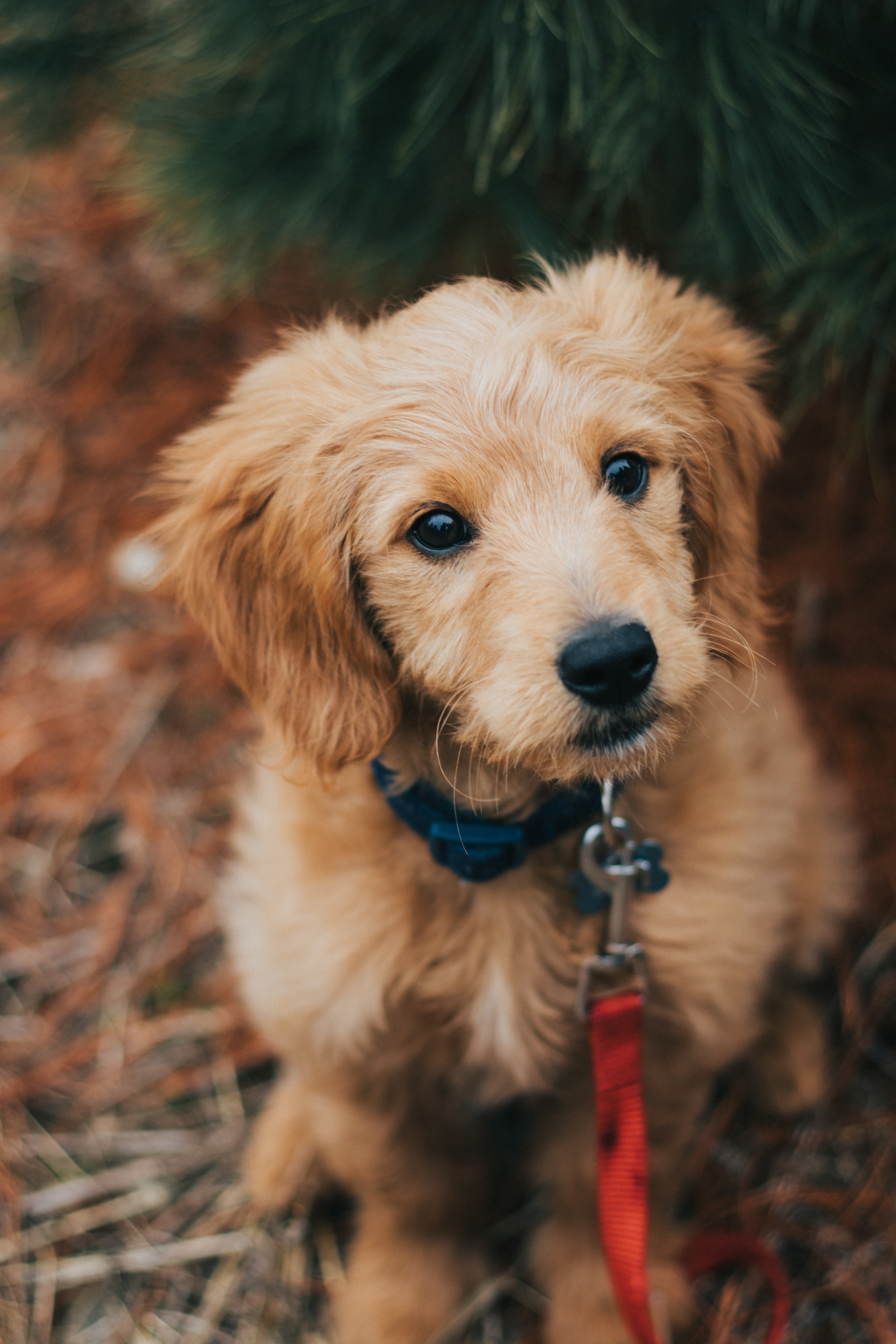 Golden Retriever Photo, Download The BEST Free Golden Retriever & HD Image