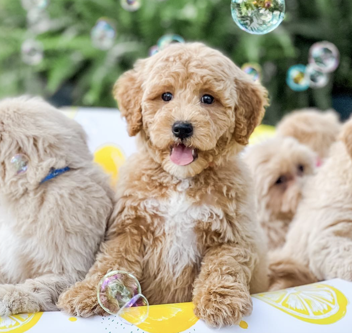 GoldenDoodle Breeder in the US