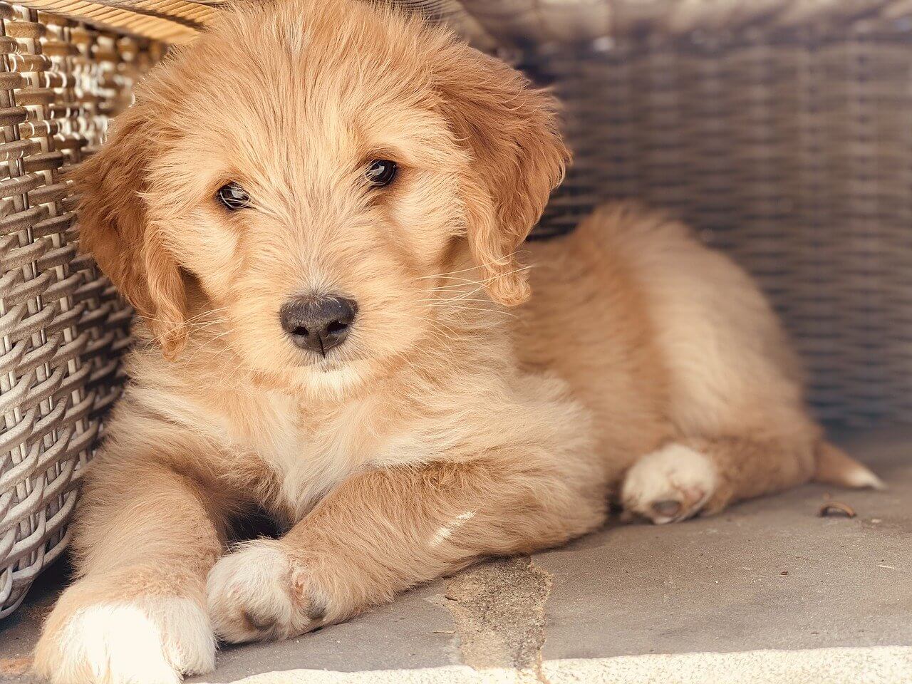 Mini Goldendoodles & More About This Adorable Breed