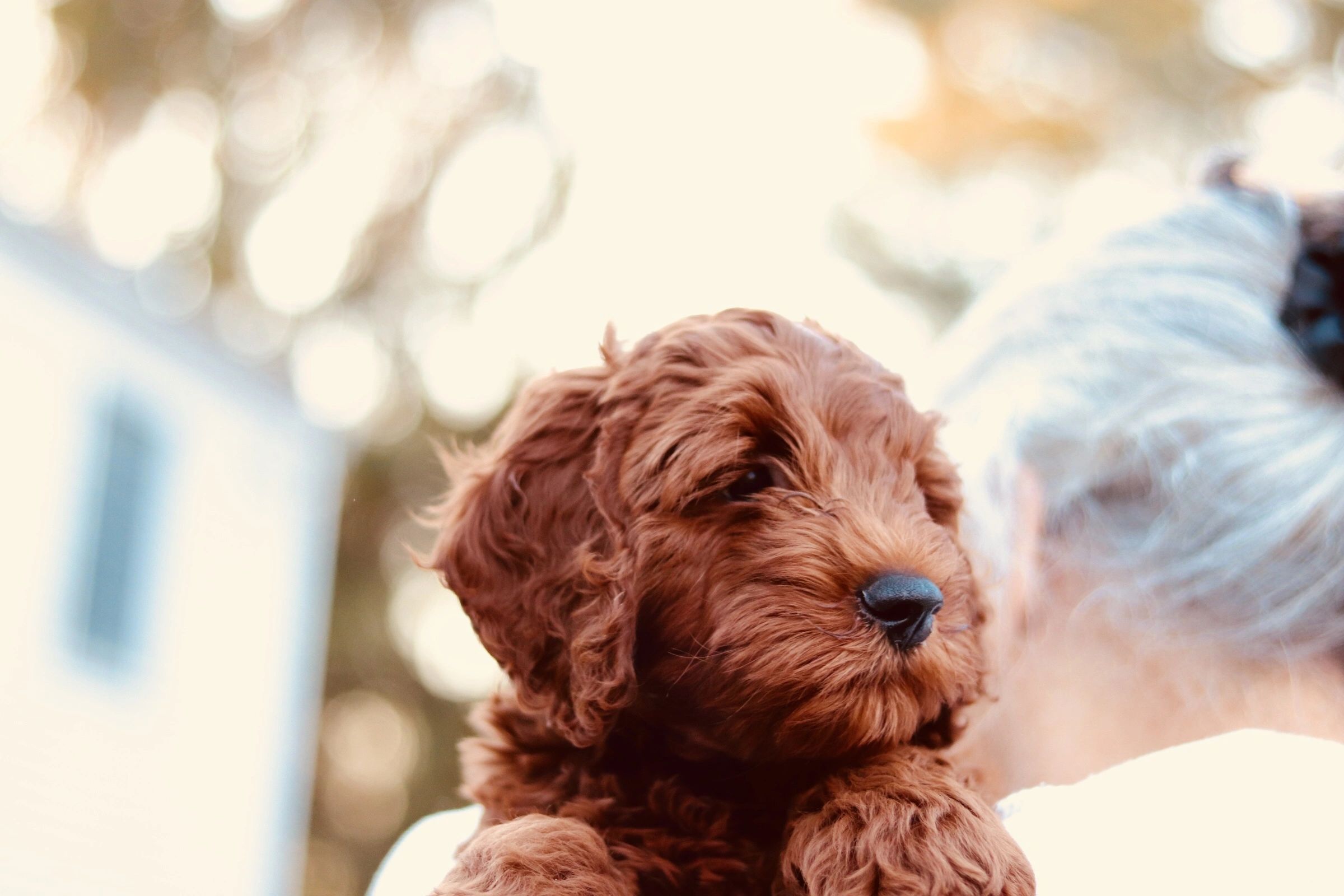 Mini Goldendoodles of NY Goldendoodles, Puppies, Breeder