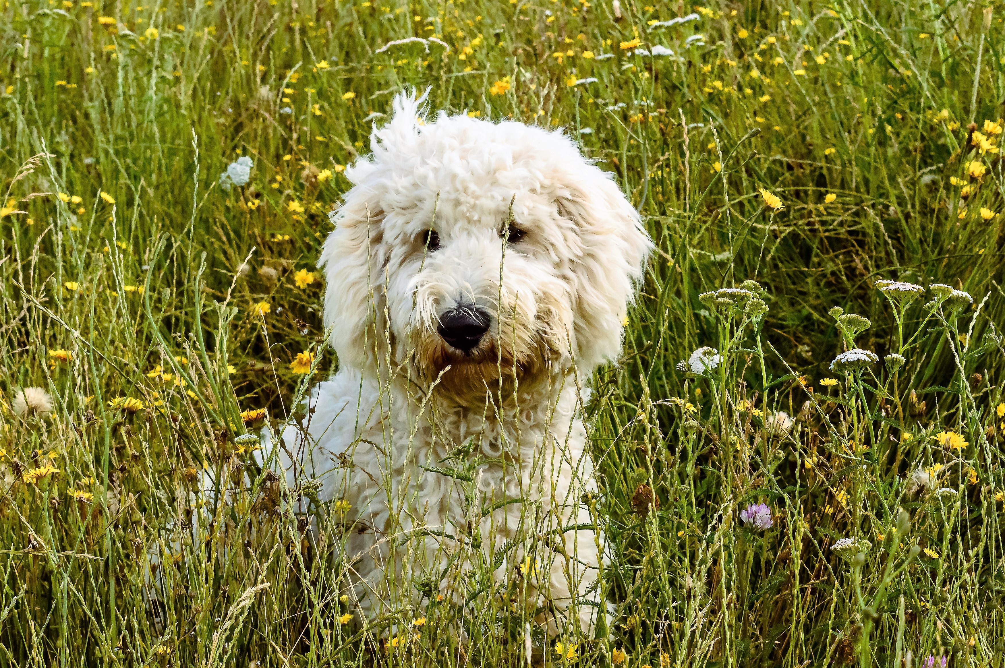 Goldendoodle HD Wallpaper and Background