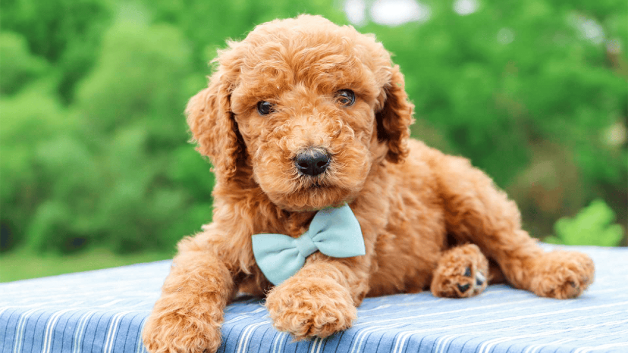 Best Standard and Mini Goldendoodles