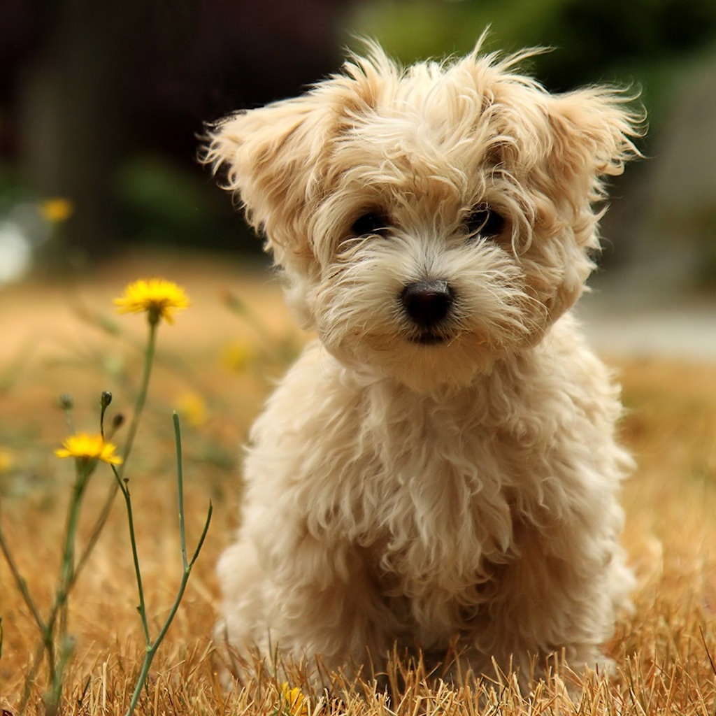 Cute Puppy Wallpaper Free