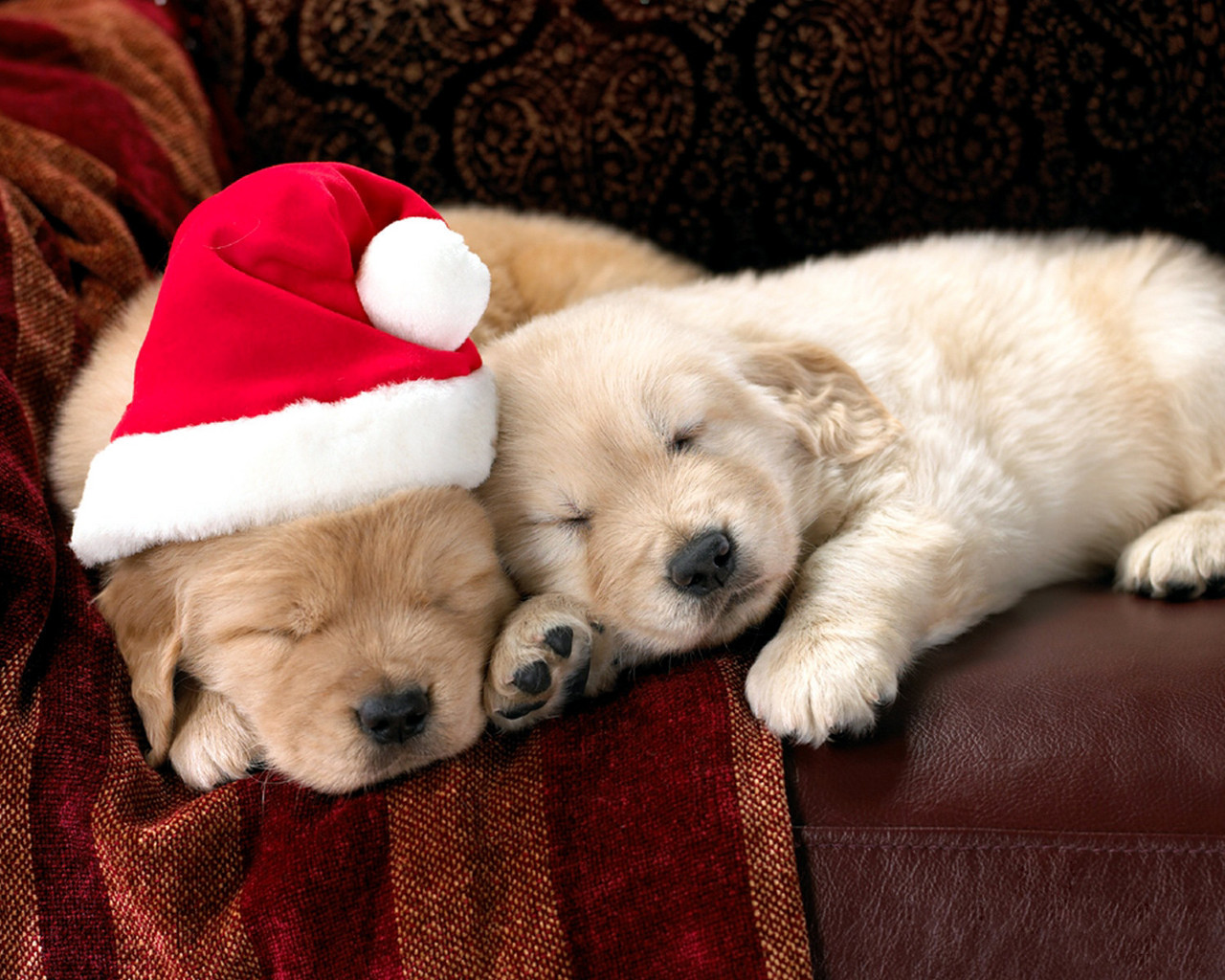 Cute Christmas Wallpaper With Two Puppies​-Quality Free Image and Transparent PNG Clipart