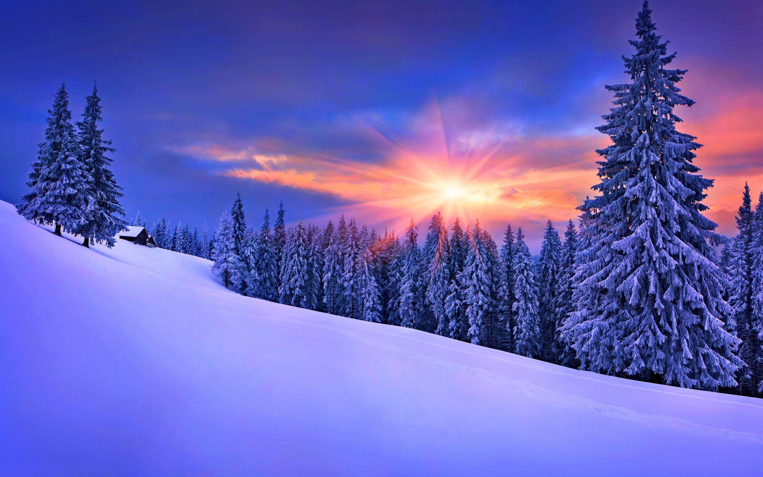 winter pine trees