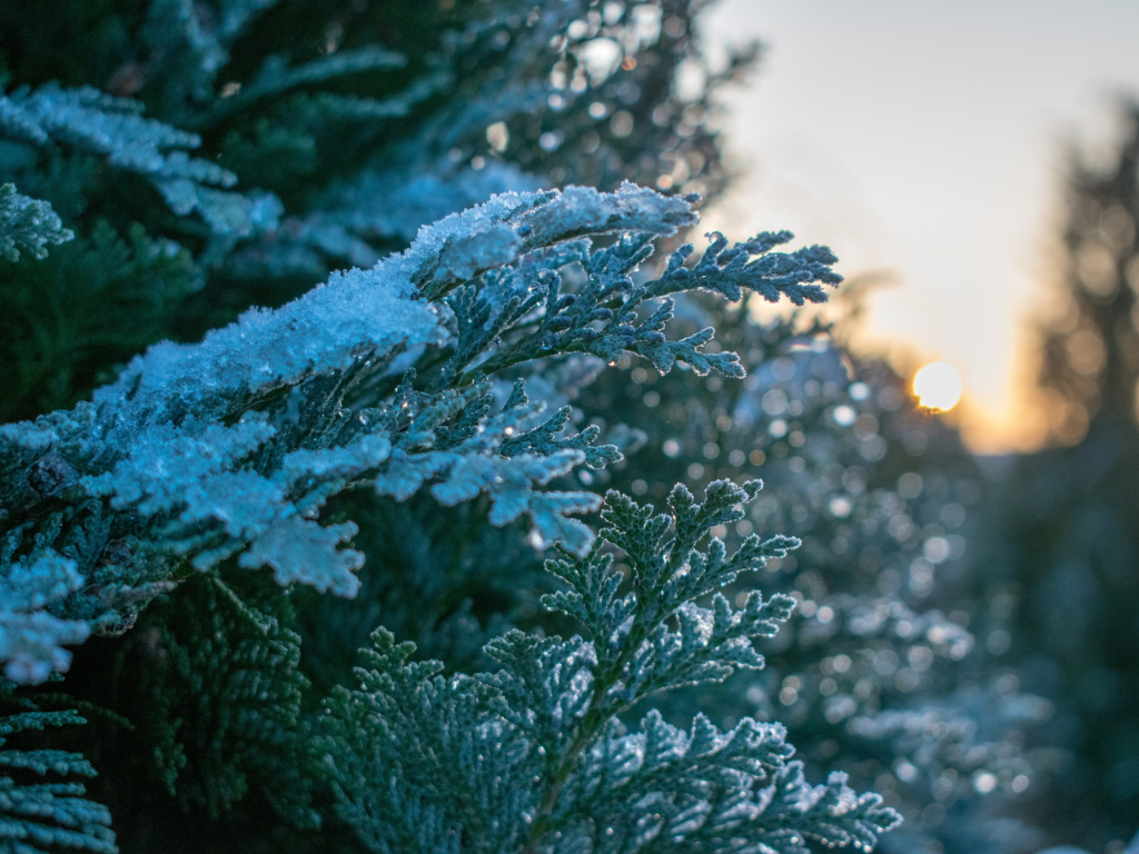 Wallpaper snowfrost, winter, pine, leaves, tree branches, nature desktop wallpaper, HD image, picture, background, 9eeaa3