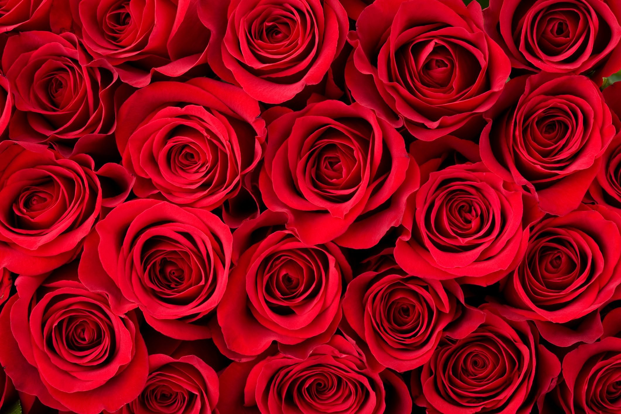 Valentine's Day Roses: A Popular Flower