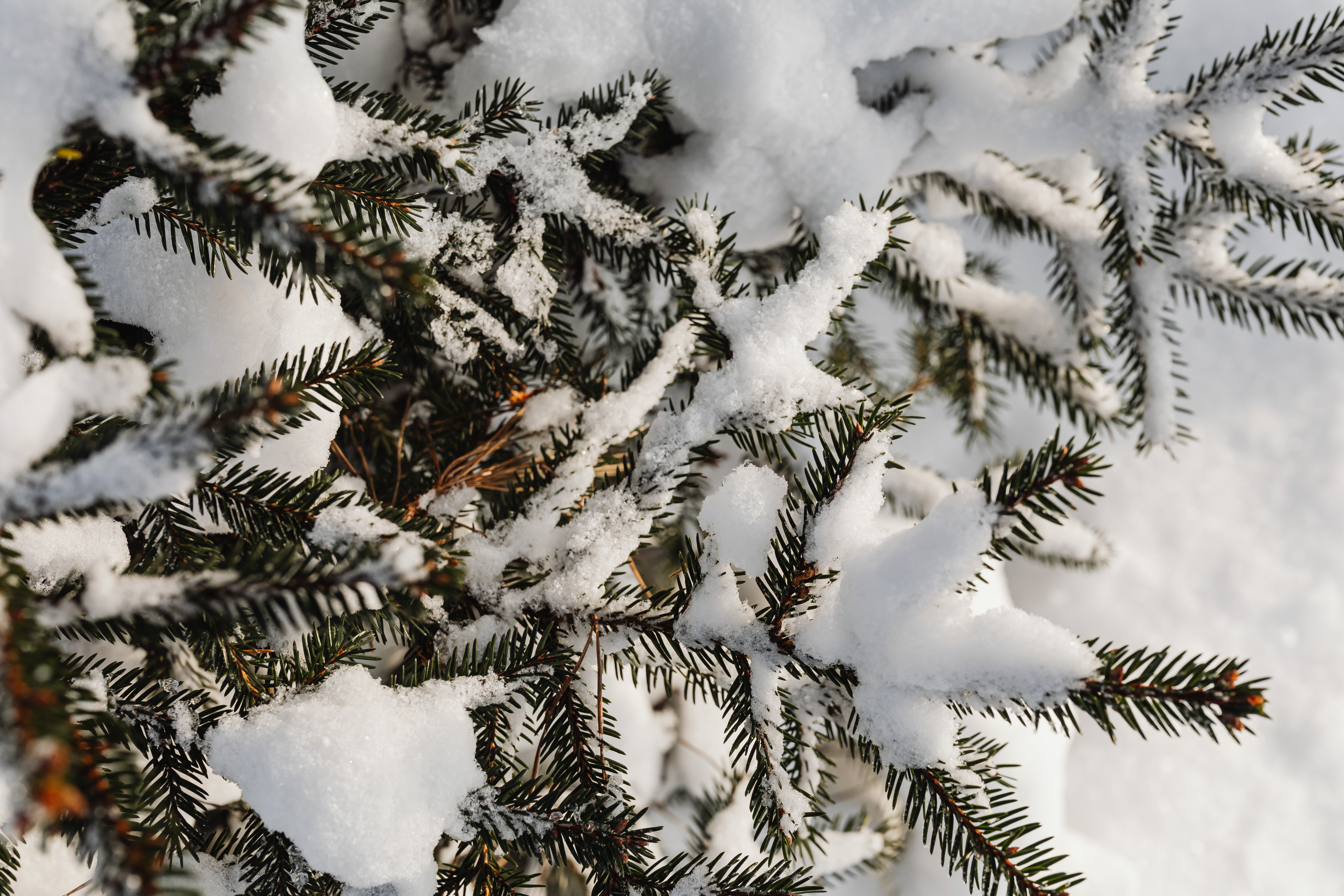 Close Up Photo Of Snow Covered Pine Tree Leaves · Free