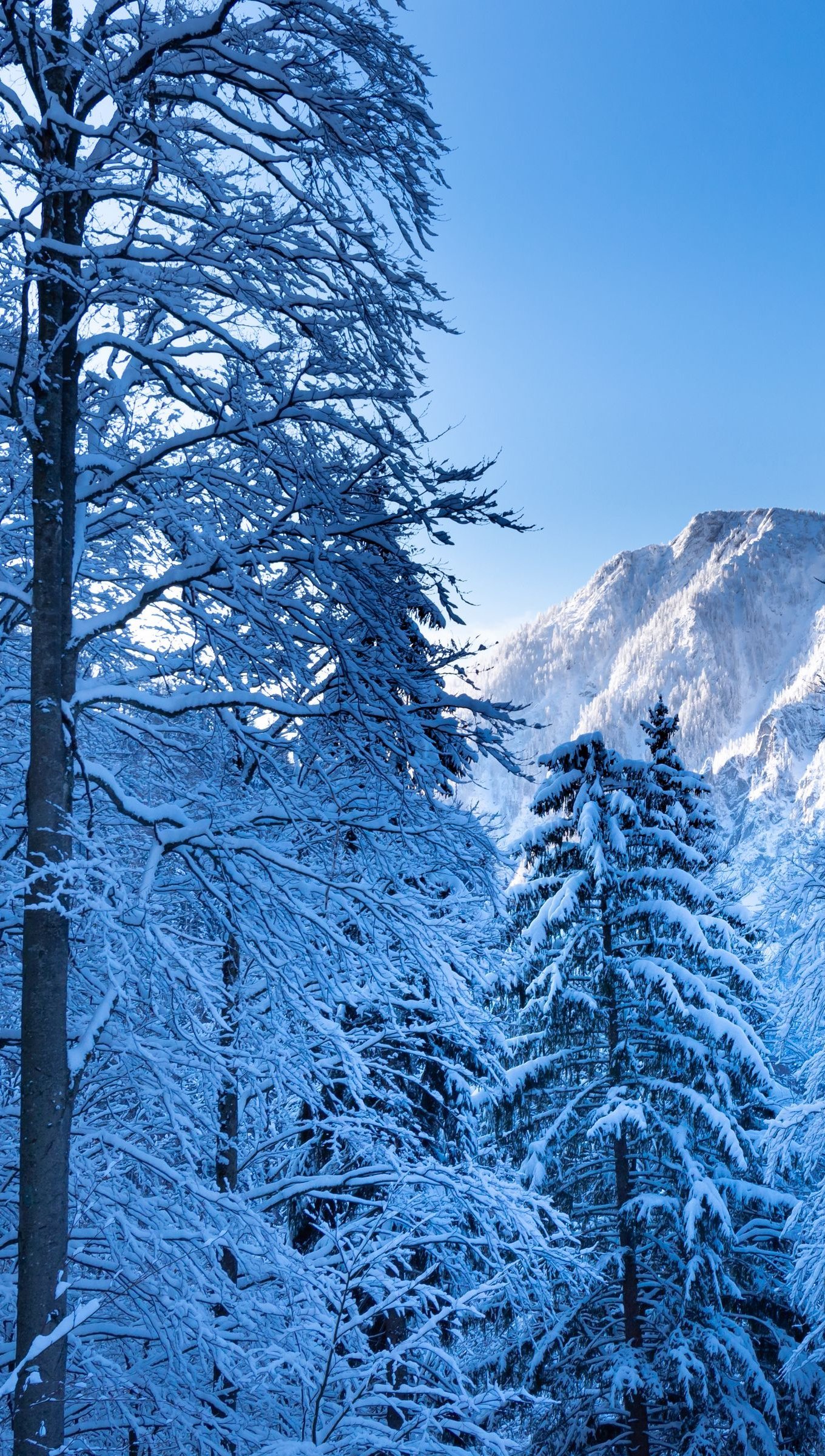 Snowy pine trees Wallpaper 4k Ultra HD