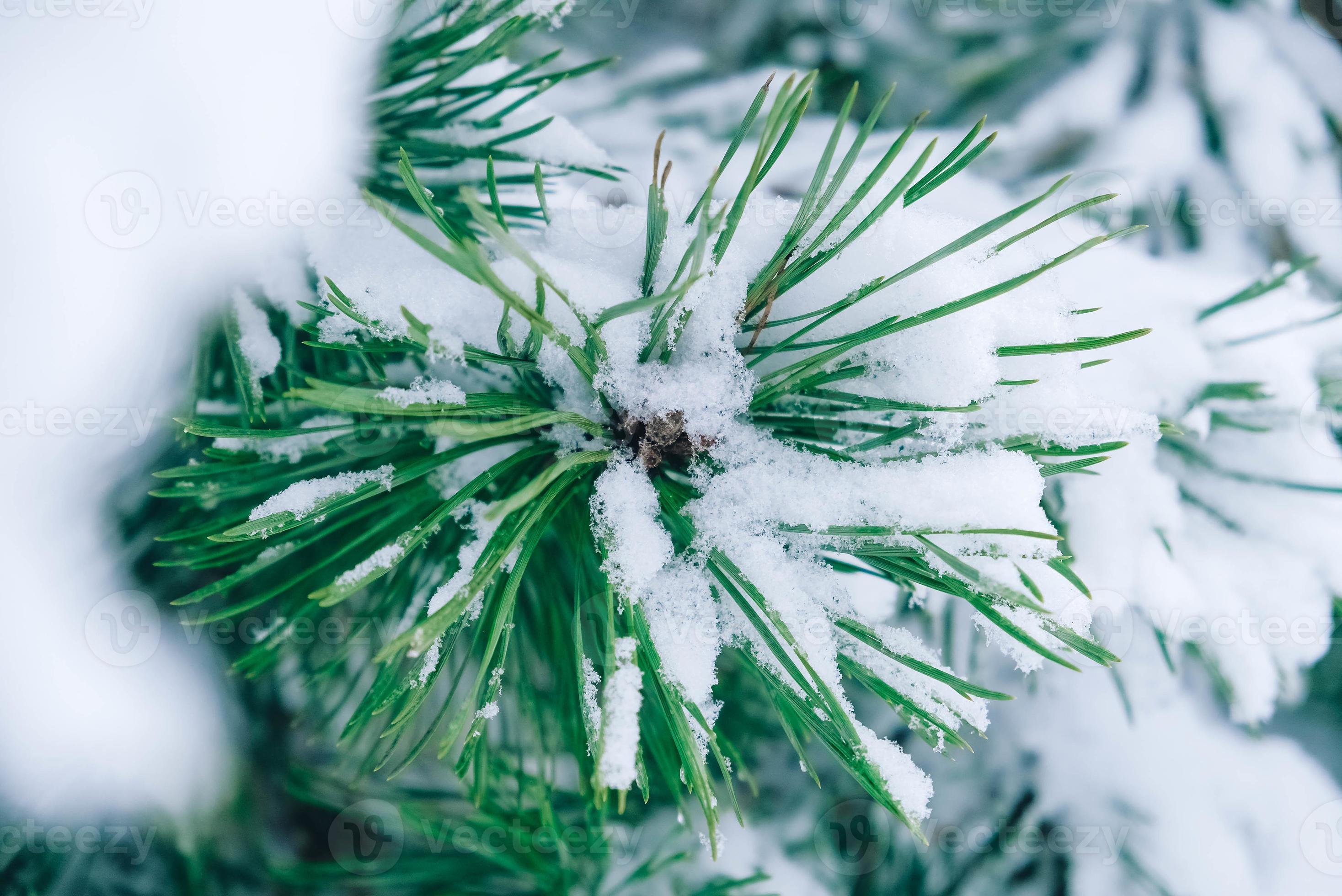 Winter pine tree branches covered with snow on a winter day