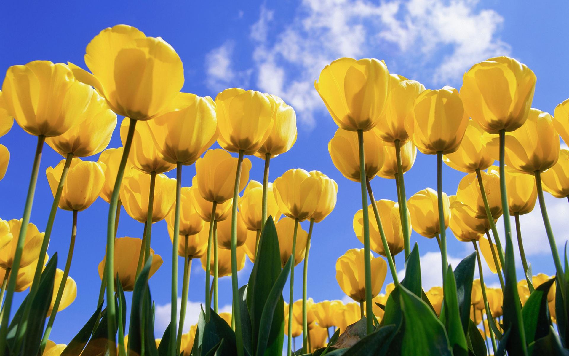 Tulips, the original stock image of a Windows XP wallpaper [1920x1200]