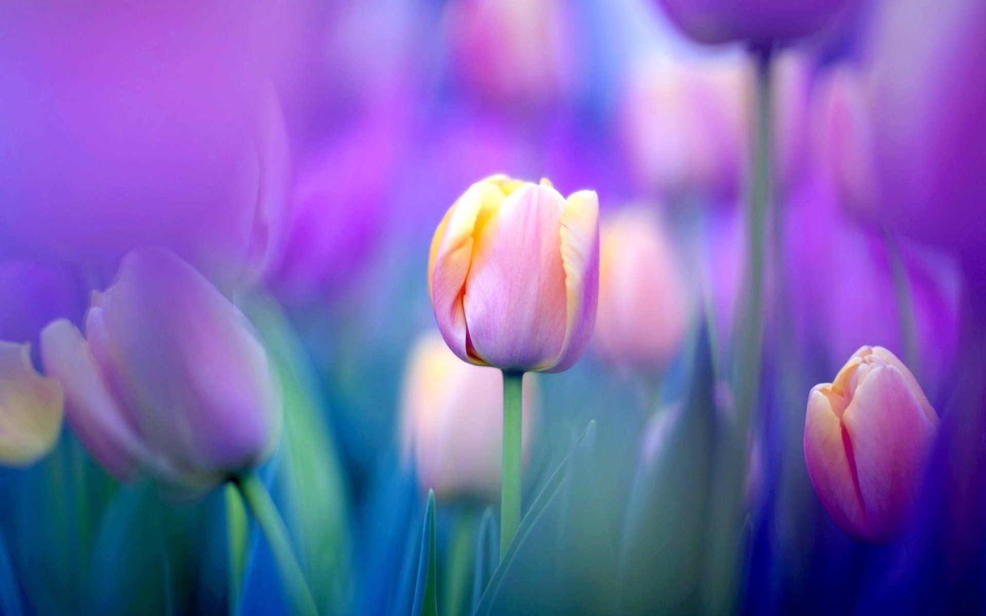 Tulips Wallpaper