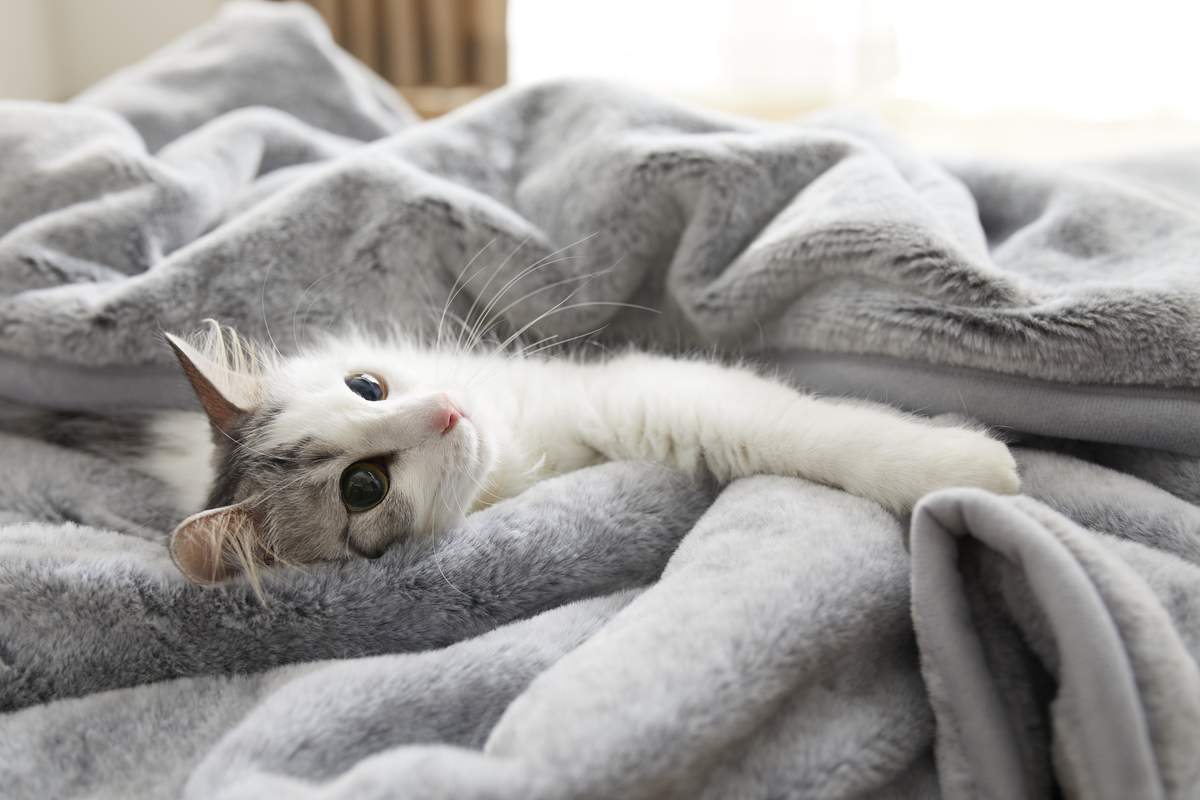 It's Purr Fect! The Ultimate Cat Inspired Blankets For This Winter