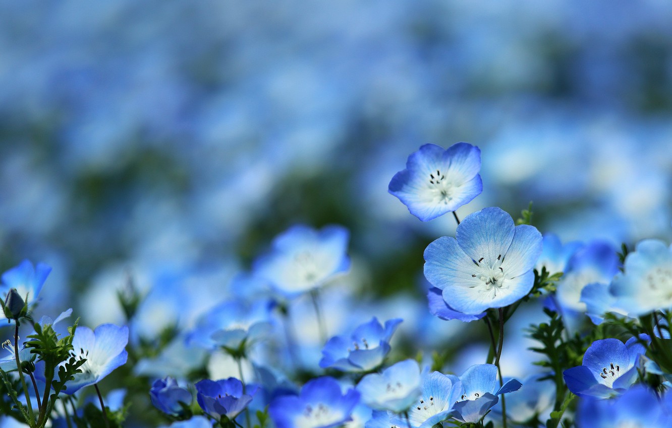 Wallpaper blue, beauty, spring, meadow, nemophila image for desktop, section цветы