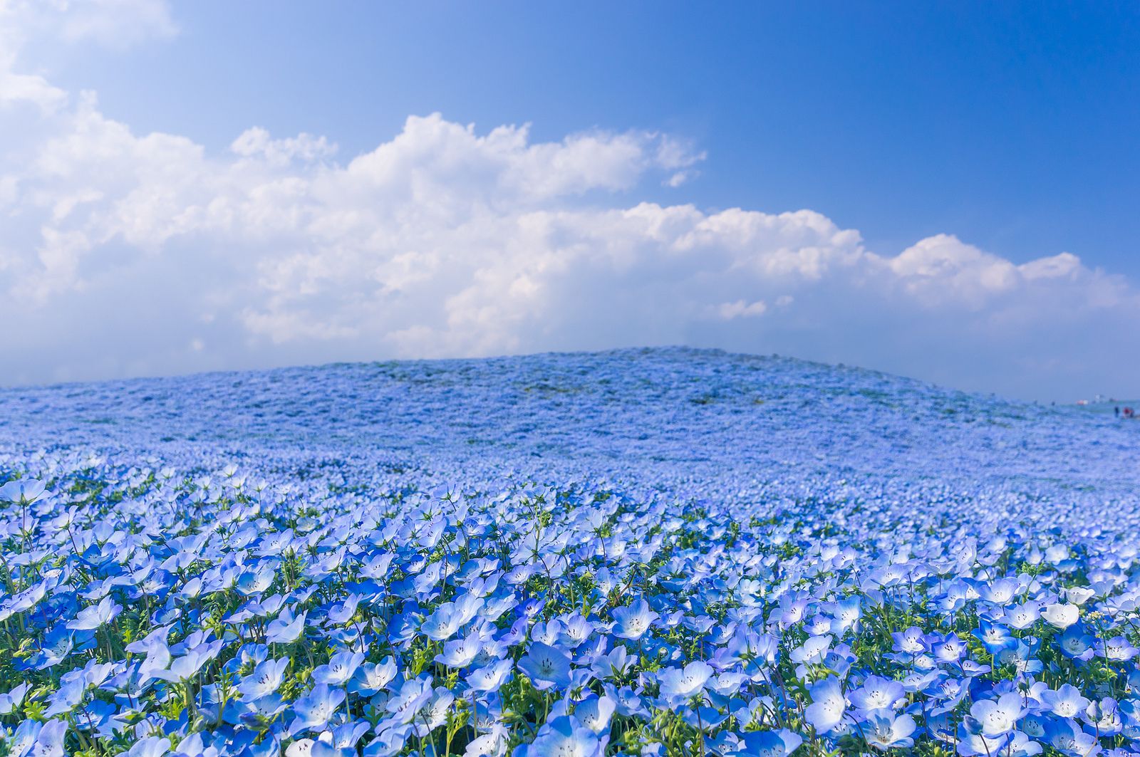 Nemophila. Hitachi seaside park, Seaside park, Beautiful landscapes