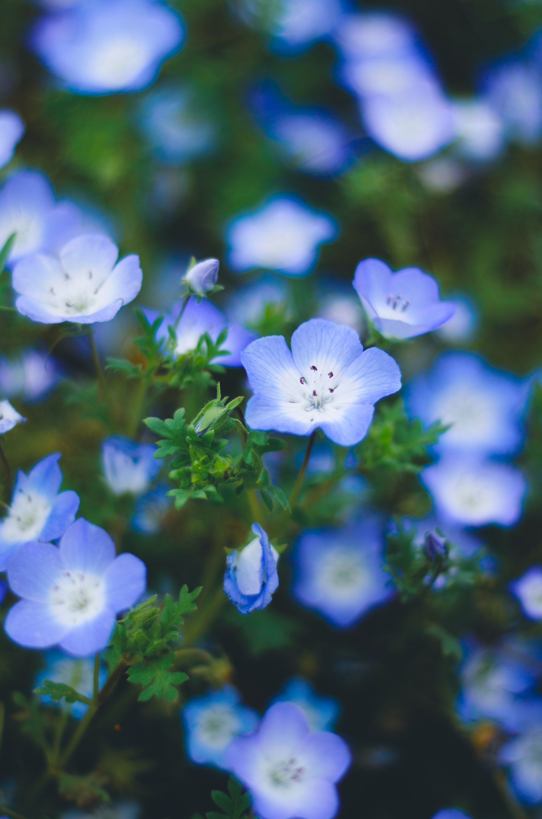 Nemophila Photo, Download Free Nemophila & HD Image