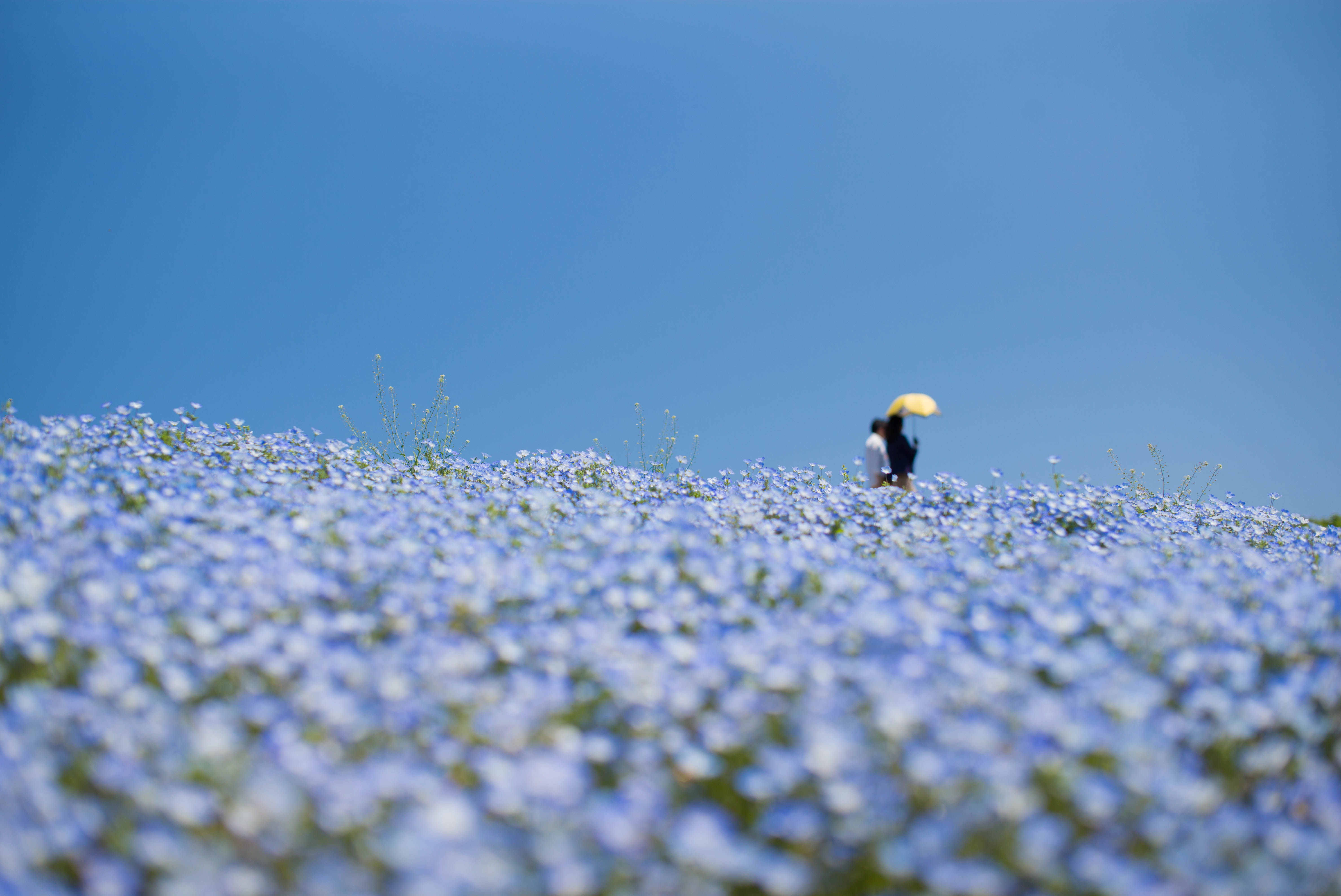 Wallpaper, Leica, mp, asph, nemophila, summiluxm, f1450mm, summiluxmf1450mmasph, typ240, leicamptyp240 5976x3992