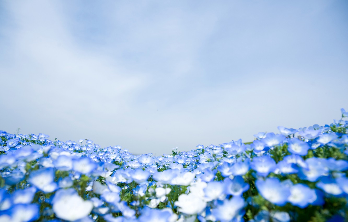 Wallpaper field, nature, carpet, meadow, Nemophila image for desktop, section цветы