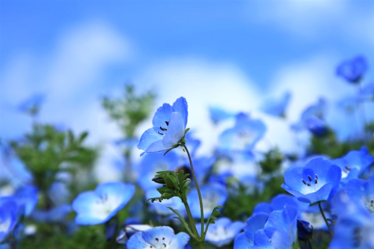 Hitachi Seaside Park in Spring: Enjoy the Stunning Sight of Nemophila!