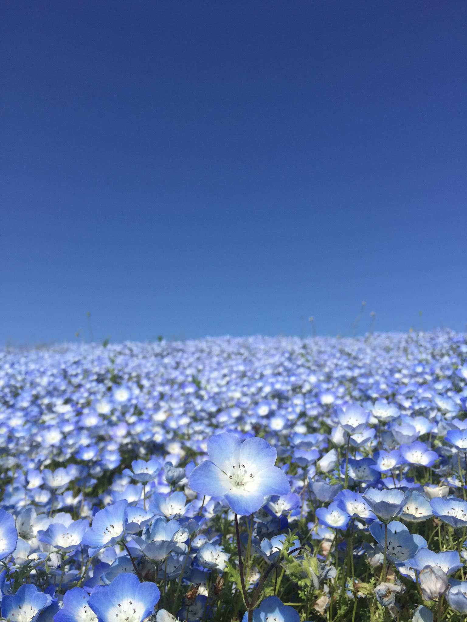 fishyy ever wallpaper ♡♡♡ #nemophila