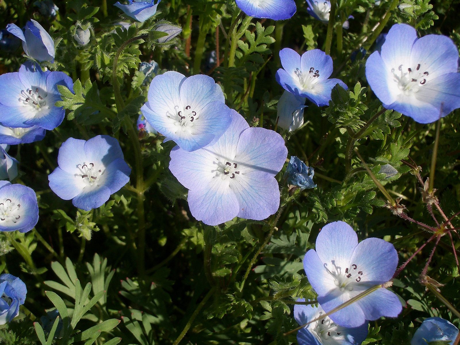Nemophila